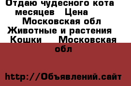 Отдаю чудесного кота 7 месяцев › Цена ­ 10 - Московская обл. Животные и растения » Кошки   . Московская обл.